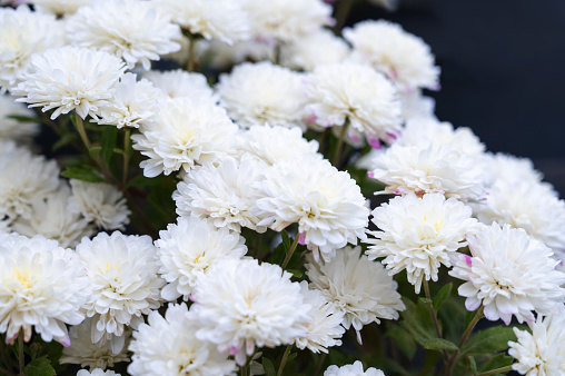 Full frame photograph of yellow and white colored chrysanthemum flowers in the garden.