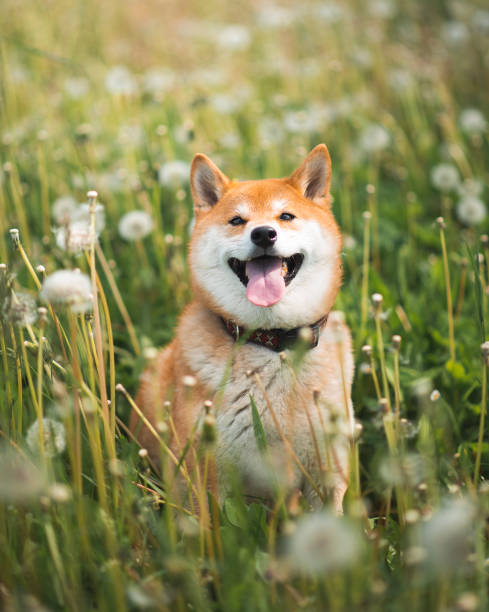 istock Shiba Inu 1759430736