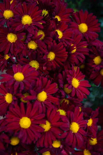 Natural background of beautiful red blooming chrysanthemums in the garden close up