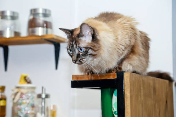 istock Siberian cat sitting on a shelf in the kitchen, close-up 1759435320