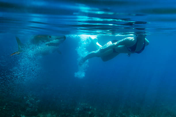 istock Underwater great white shark attacking the swimmer 175943922
