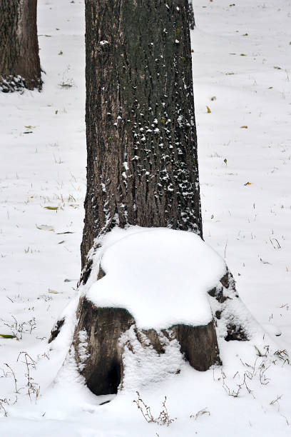 istock there's snow on the tree stump 1759441307