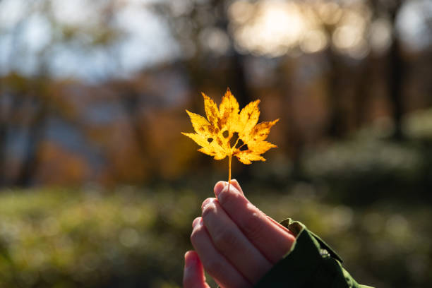 istock have leaves that turn yellow 1759445724
