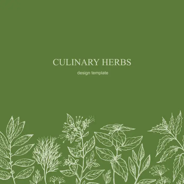 Vector illustration of Cooking Herbs card template background for text hand drawn sketch vector illustration. Design backdrop with aromatic culinary herbs, dill, sage, bay leaf, mint, rosemary, basil, oregano