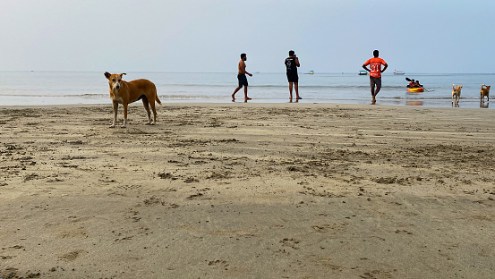Palolem Beach, Goa, India - November, 28 2022: Stock photo showing stray dog standing on sand whilst tourists on holiday in Goa, South India are pictured walking on Palolem Beach, paddling in the gentle sea waves, a particularly popular winter holiday destination for both English and German tourists.