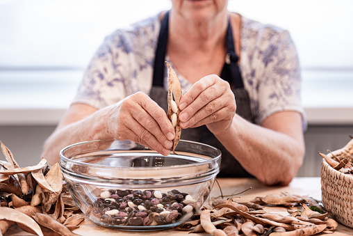 Senior Woman at the Kitchen Table Peeling Dry Kidney Beans from Pods