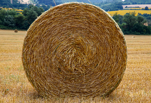 Big bale of hay on the field after harvest.