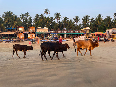 Cows sunbathing on the beach
