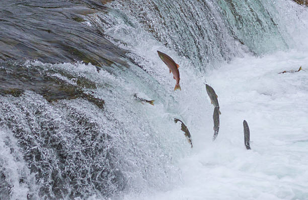 salmone rosso saltare up falls - sockeye salmon immagine foto e immagini stock