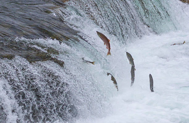 istock Sockeye Salmon Jumping Up Falls 175945486
