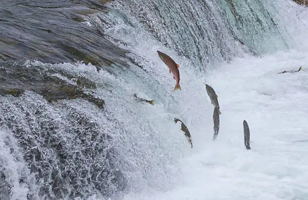 Sockeye salmon jumping up Brooks falls during their annual migration at Katmai National Park, Alaska