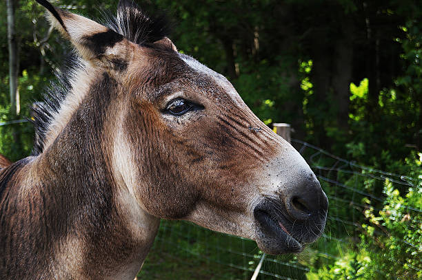 Donkey Horse Infant - Free photo on Pixabay