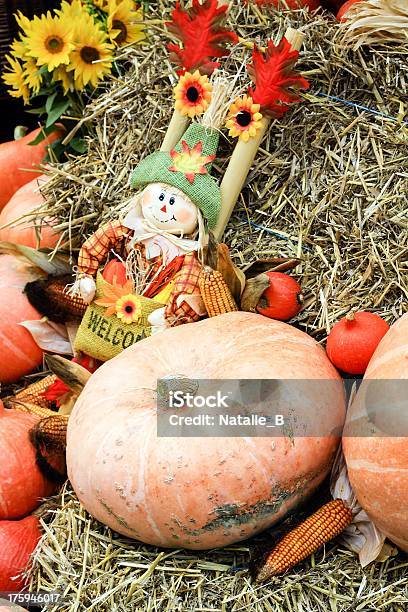 Freschi Biologici Pumpkins - Fotografie stock e altre immagini di Agricoltura - Agricoltura, Ambientazione esterna, Ambientazione tranquilla