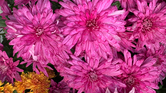 a bunch of dewy Chrysanthemum morifolium flowers. shot after rain in the garden