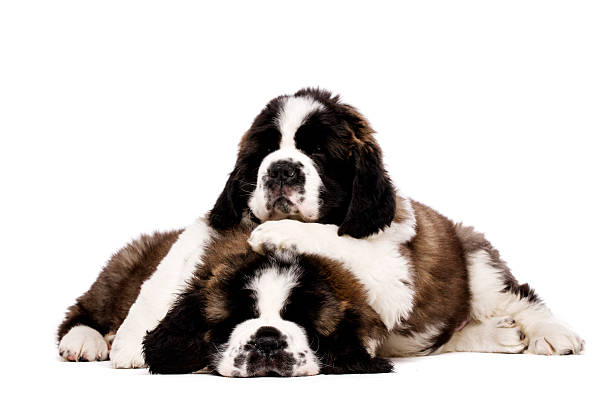 istock St Bernard puppies isolated on white 175946865