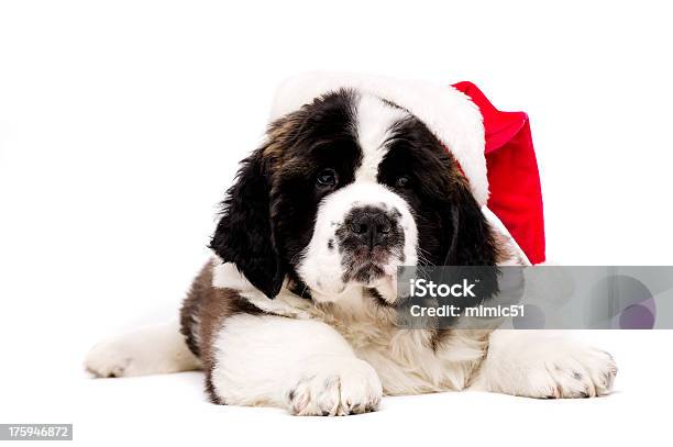 Weihnachten St Bernard Welpe Auf Weiß Stockfoto und mehr Bilder von Weihnachten - Weihnachten, Bernhardiner, Welpe