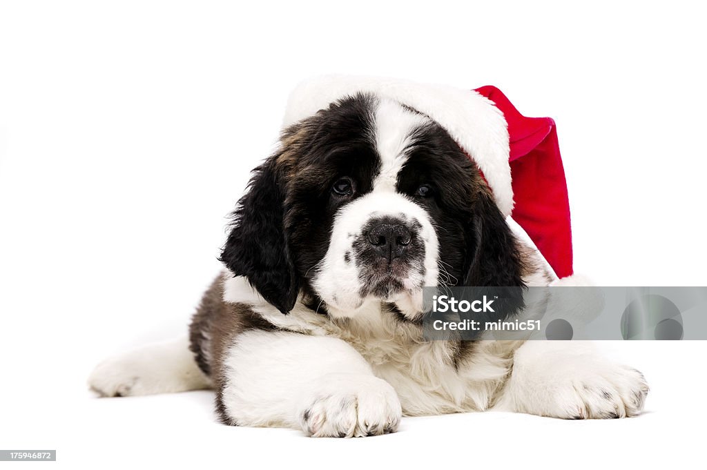 Natale Saint Bernard cucciolo sul bianco - Foto stock royalty-free di Natale