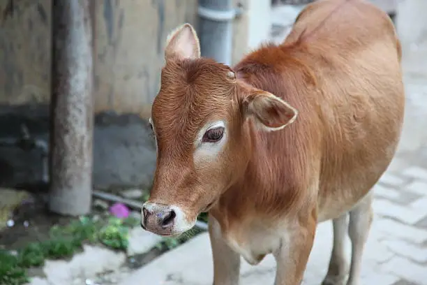 cow,India