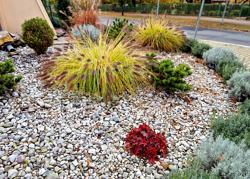 bed of colorful prairie flowers in an urban environment attractive to insects and butterflies, mulched by gravel. on the corners of the essential oil large boulders against crossing the edges , setaceum, alopecuroides, pinus mugo, chamaecyparissus, heuchera americana, santolina, mulch, lavandula angustifolia