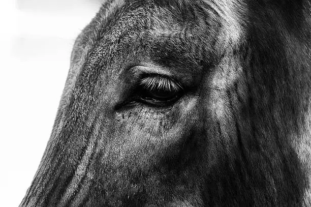 Hybrid animal, black & white photography