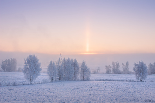 Natural phenomenon of halo on a frosty winter morning. Cold and freshness of December frosty morning. Hoarfrost on branches of trees and snow on grass. Winter morning landscape during sunrise.