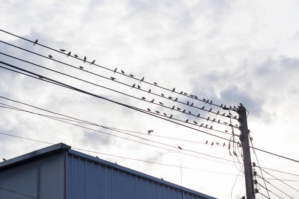 istock A lot of sparrows on the electric cable blue sky background 1759481559