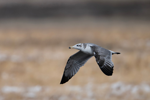 Pallas's gull Flying at high Elevation