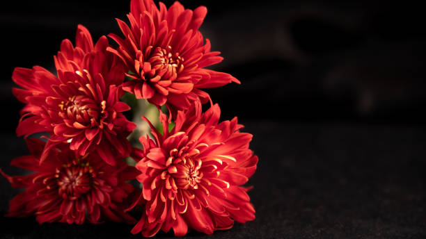 Bright red petals on vibrant blossoms with space for copy.