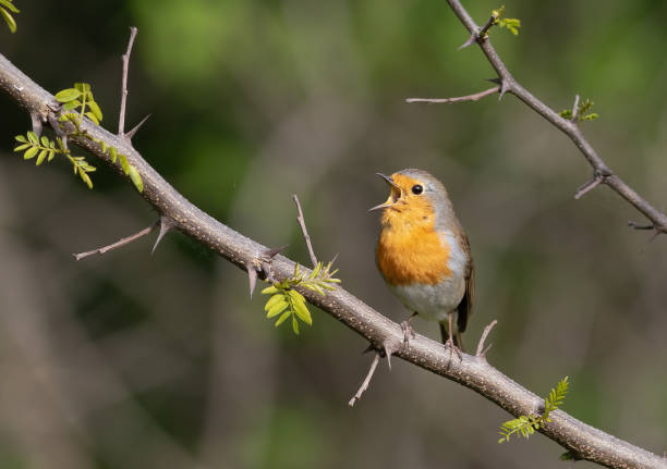 istock European robin, Erithacus rubecula. A bird sits on a branch and sings 1759484870