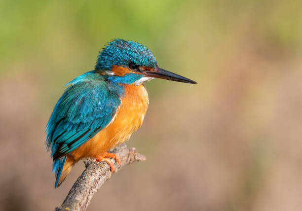 istock Common kingfisher, Alcedo atthis. A bird sits on a branch on a beautiful flat background 1759484905