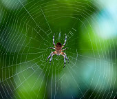 Spider on the web over green background