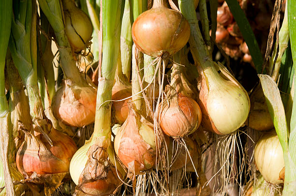 istock Onions hanging to dry. 175948879