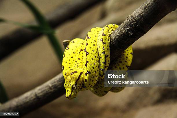 Green Tree Python Stock Photo - Download Image Now - Animal Scale, Green Tree Python, Horizontal