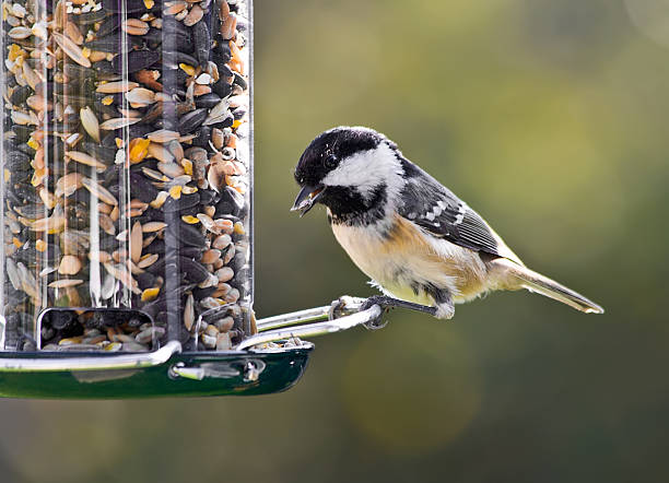 coal meise auf vogel-feeder. - bird stock-fotos und bilder