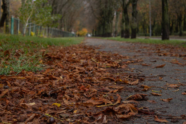 fallen leaves lie on the wet asphalt from the rain