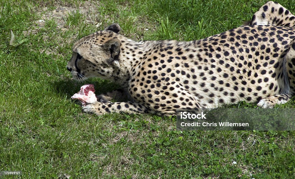 cheetah food cheetah alert with the food in front of him Africa Stock Photo