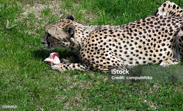 Cheetah Food Stock Photo - Download Image Now - Africa, Agricultural Field, Animal