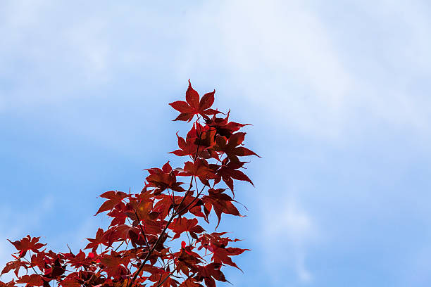 red leaves and blue sky stock photo