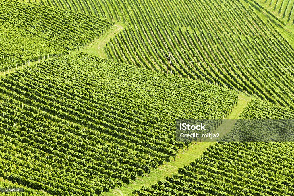 Vinyards Magnificent wine terraces in summer. Agricultural Field Stock Photo