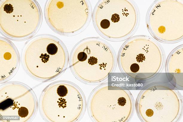 Foto de Crescimento Da Bactéria Em Petri Pratos e mais fotos de stock de Analisar - Analisar, Animal, Bactéria