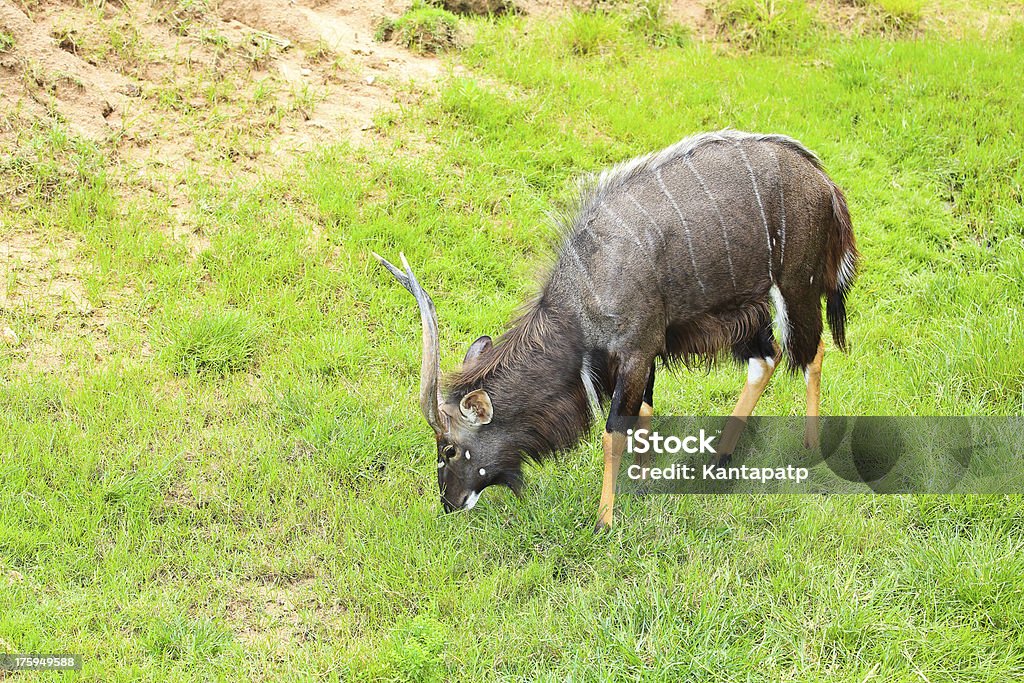 Antelope. Africa Stock Photo