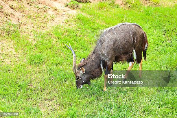 Antelope Stock Photo - Download Image Now - Africa, Animal, Animal Body Part