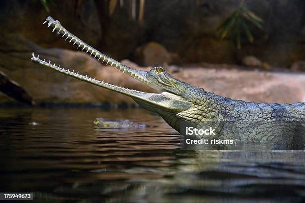 Gavial Indian Stock Photo - Download Image Now - Gavial, Animal, Animal Body Part