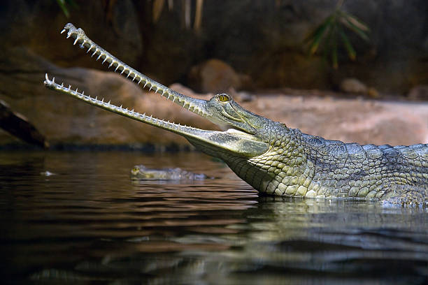 gavial indiana - crocodile family - fotografias e filmes do acervo