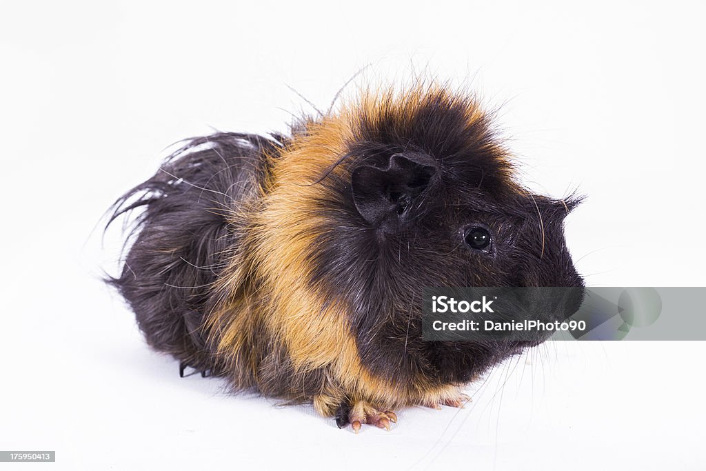 Guinea pig Guinea pig with isolated background Animal Stock Photo