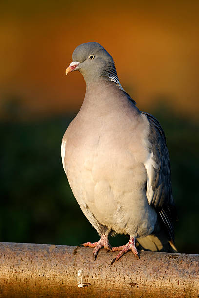 istock Wood pigeon, Columba palumbus 175950457