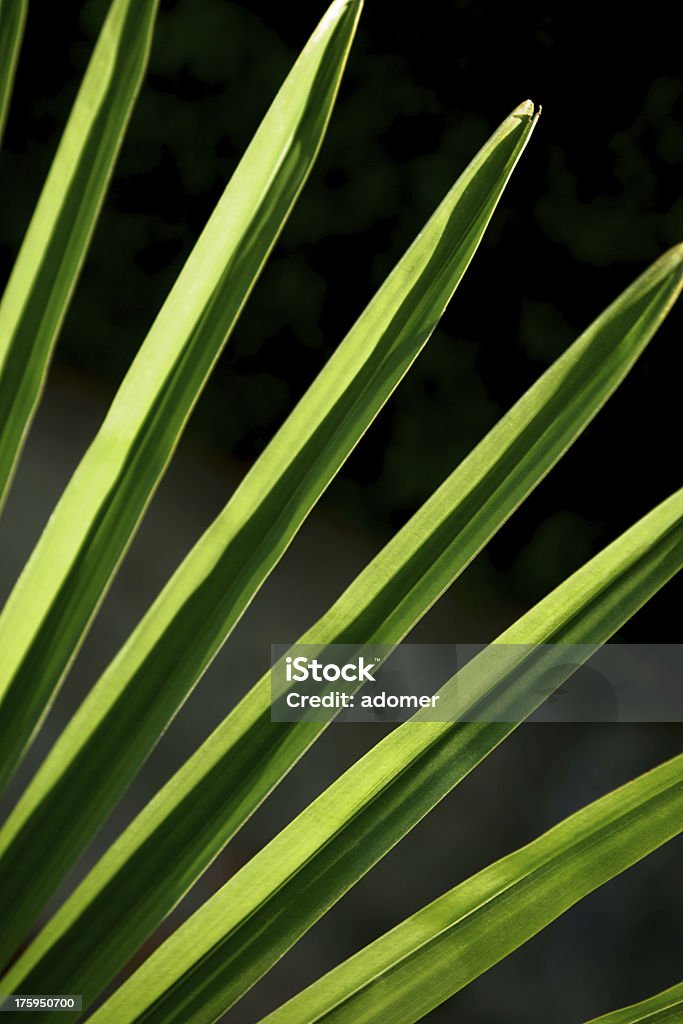 Palm Leaf - Royalty-free Arka planlar Stok görsel