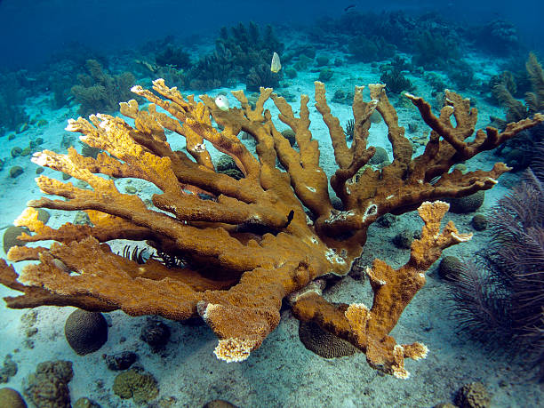 carribean coral reef - acropora palmata stockfoto's en -beelden