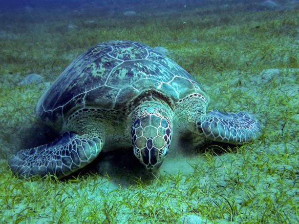 istock Turtle underwater in the red sea 1759514764