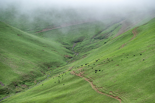 A cloudy and foggy plateau meadow